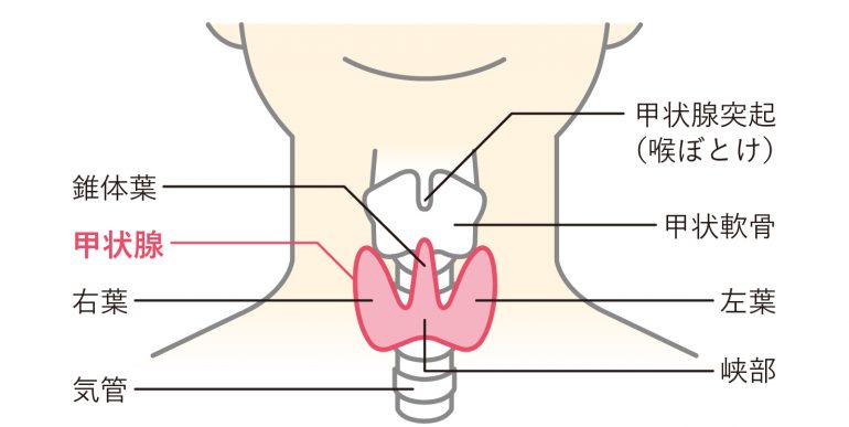 甲状腺｜仙北市角館町で甲状腺外来なら、下新町クリニック